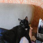 Cedarwood Veterinary Clinic