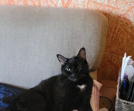 Cedarwood Veterinary Clinic