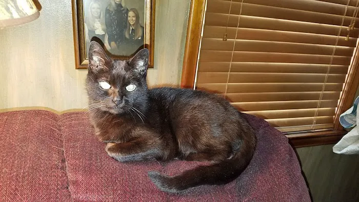 Cedarwood Veterinary Clinic Picture 4