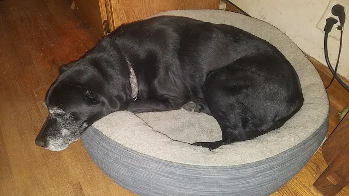 Cedarwood Veterinary Clinic Picture 5