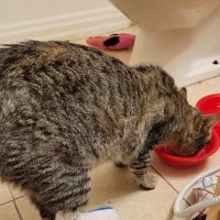 Jacox Animal Clinic ico