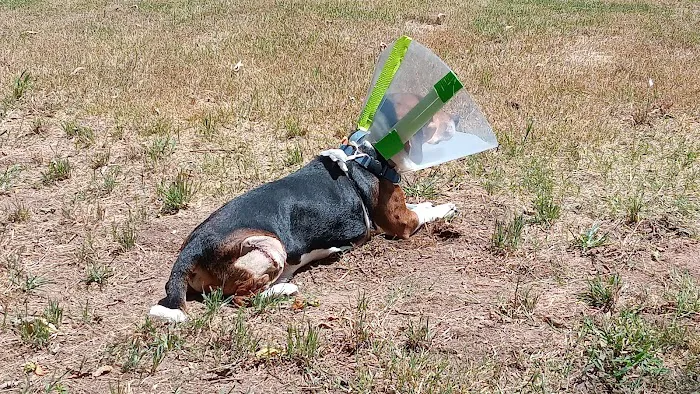 Jacox Animal Clinic Picture 3