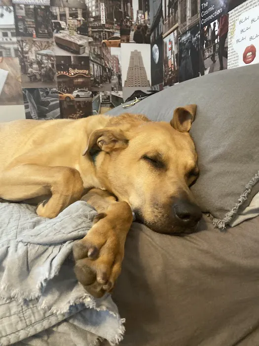 Jacox Animal Clinic Picture 4