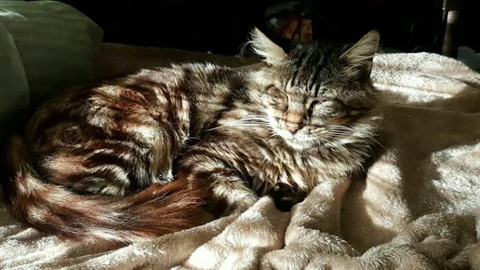 Jacox Animal Clinic Picture 2