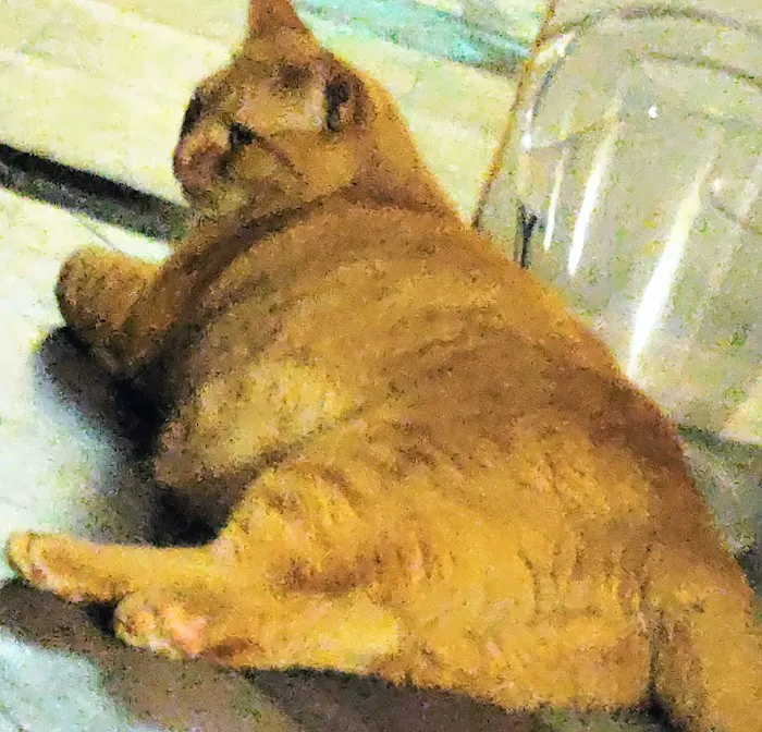 Jacox Animal Clinic Picture 6