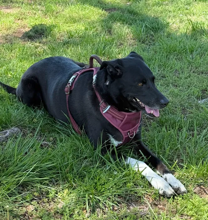 STATVet Animal Urgent Care at Cherry Street Picture 7