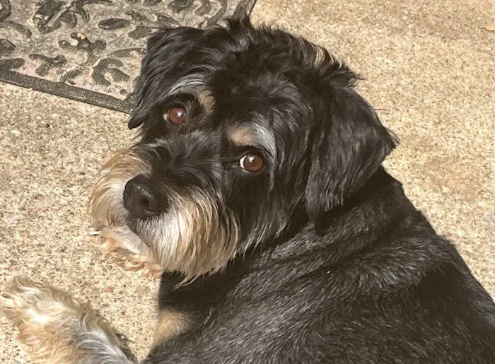 STATVet Animal Urgent Care at Cherry Street Picture 5