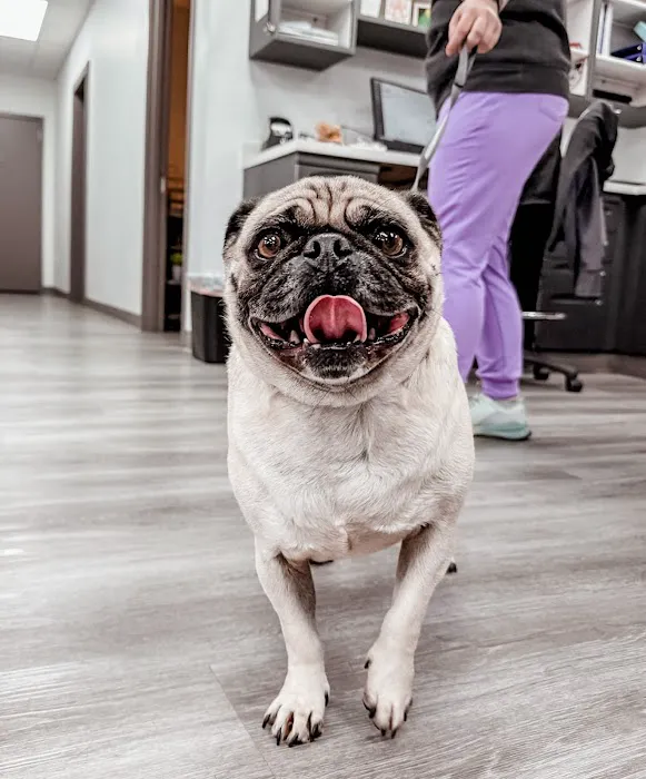 STATVet Animal Urgent Care at Cherry Street Picture 3