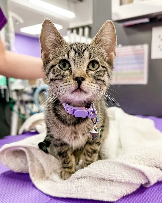 STATVet Animal Urgent Care at Cherry Street Picture 4