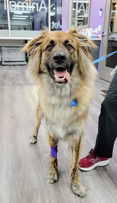 STATVet Animal Urgent Care at Cherry Street Picture 8