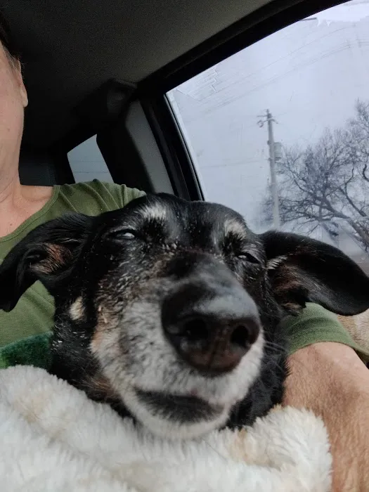 Veterinary Dental Center of Tulsa Picture 2