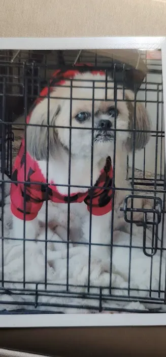 Veterinary Dental Center of Tulsa Picture 3