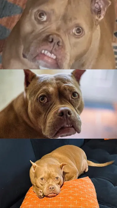 Veterinary Dental Center of Tulsa Picture 1