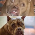 Veterinary Dental Center of Tulsa