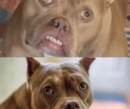 Veterinary Dental Center of Tulsa