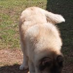 Ranch Acres Veterinary Hospital