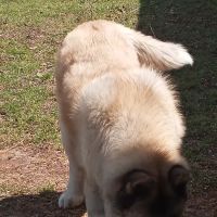 Ranch Acres Veterinary Hospital ico