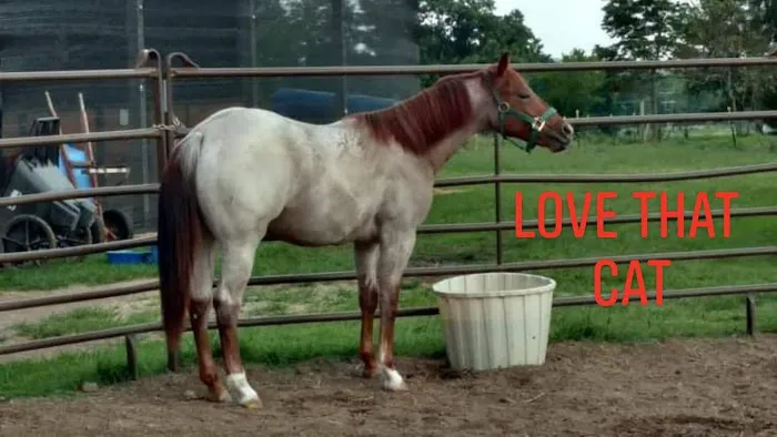 Premier Veterinary Picture 1