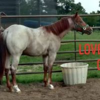 Premier Veterinary ico