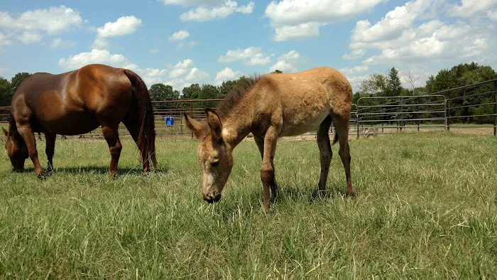 Premier Veterinary Picture 2