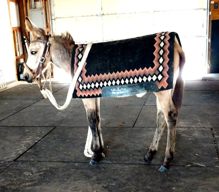 Premier Veterinary Picture 4