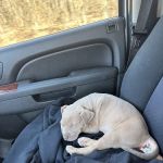 Sallisaw Animal Hospital