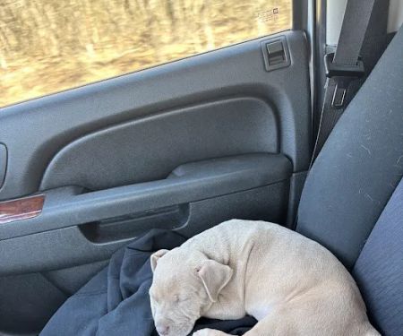 Sallisaw Animal Hospital