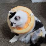 Dr. Gary W. Cox D.V.M Sallisaw Veterinary Clinic