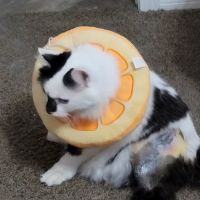 Dr. Gary W. Cox D.V.M Sallisaw Veterinary Clinic ico