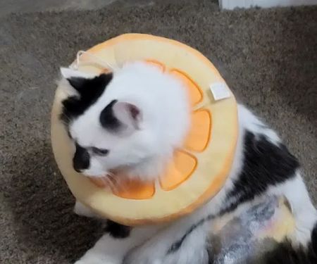 Dr. Gary W. Cox D.V.M Sallisaw Veterinary Clinic