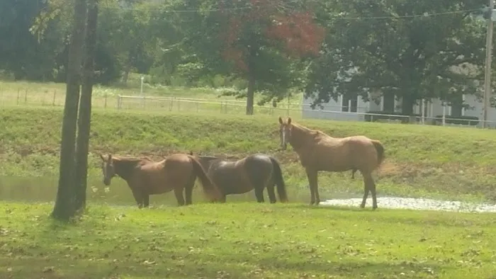 Mckey Equine Hospital Picture 5