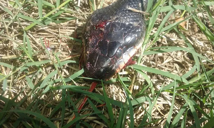 Mckey Equine Hospital Picture 4