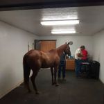 Mckey Equine Hospital