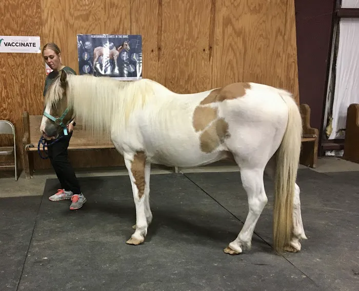 Mckey Equine Hospital Picture 3