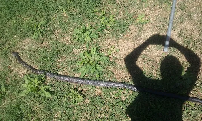 Mckey Equine Hospital Picture 8