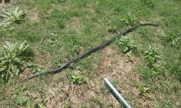 Mckey Equine Hospital Picture 7