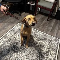 Ahimsa Rescue Foundation Spay/Neuter Clinic ico