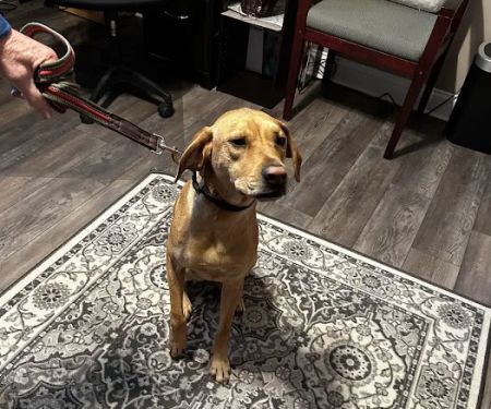 Ahimsa Rescue Foundation Spay/Neuter Clinic