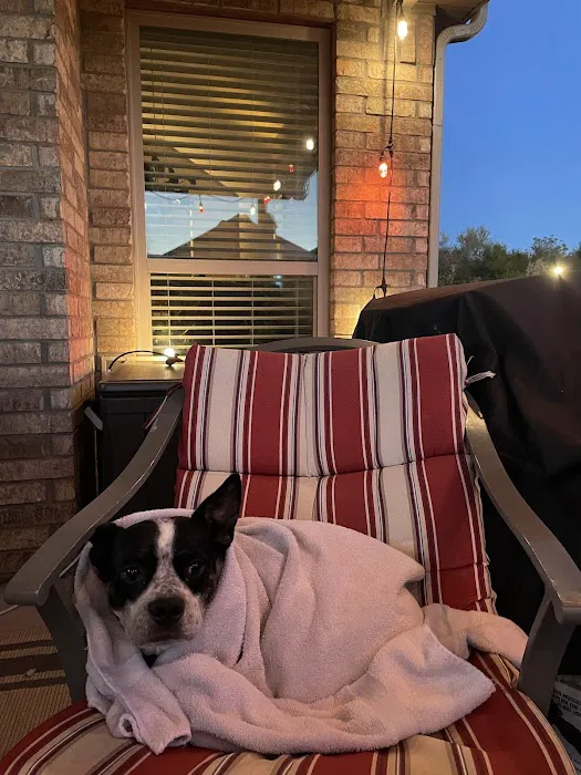 Ahimsa Rescue Foundation Spay/Neuter Clinic Picture 4