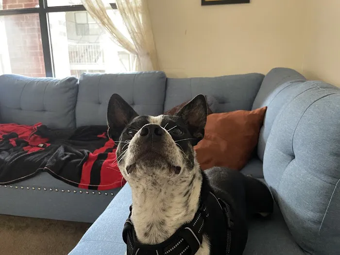 Ahimsa Rescue Foundation Spay/Neuter Clinic Picture 3