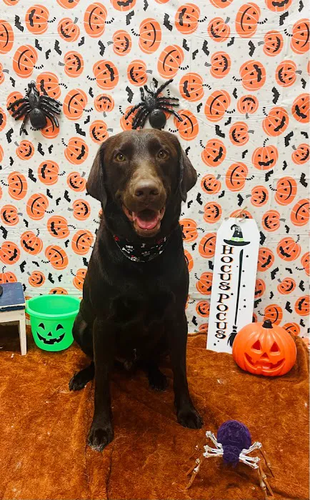 Ahimsa Rescue Foundation Spay/Neuter Clinic Picture 2