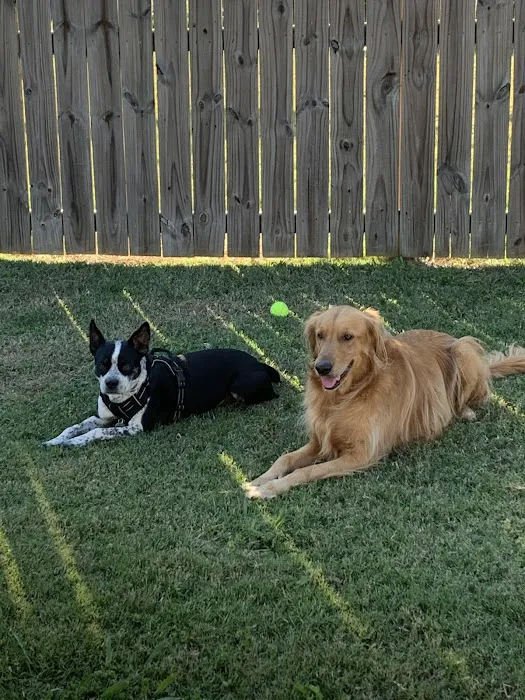 Ahimsa Rescue Foundation Spay/Neuter Clinic Picture 6