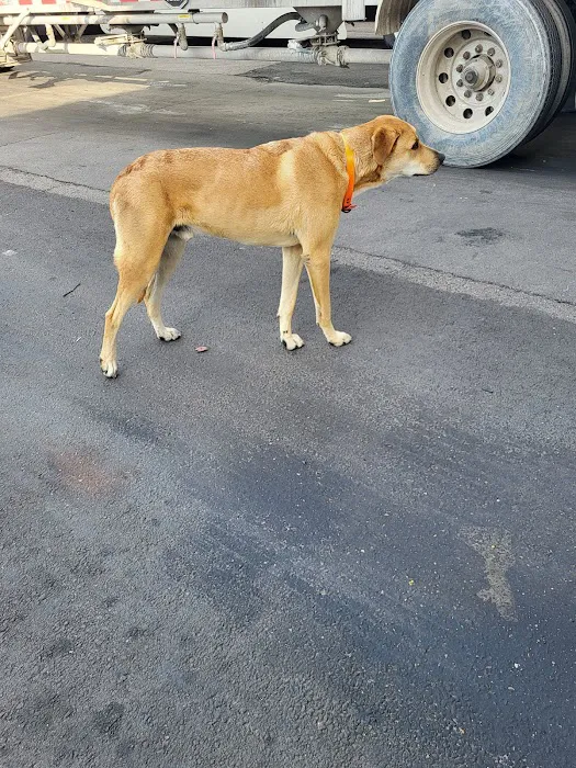Ahimsa Rescue Foundation Spay/Neuter Clinic Picture 7