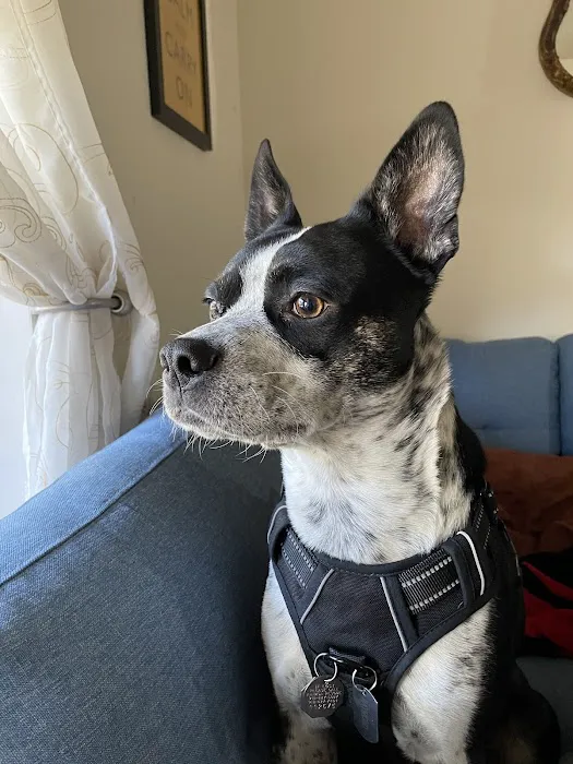 Ahimsa Rescue Foundation Spay/Neuter Clinic Picture 5