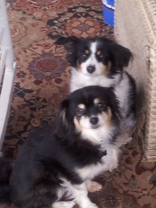 Ahimsa Rescue Foundation Spay/Neuter Clinic Picture 9