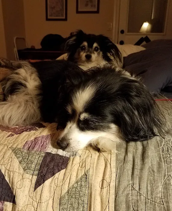 Ahimsa Rescue Foundation Spay/Neuter Clinic Picture 10