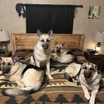 Sparkman Animal Clinic