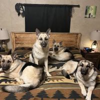 Sparkman Animal Clinic ico