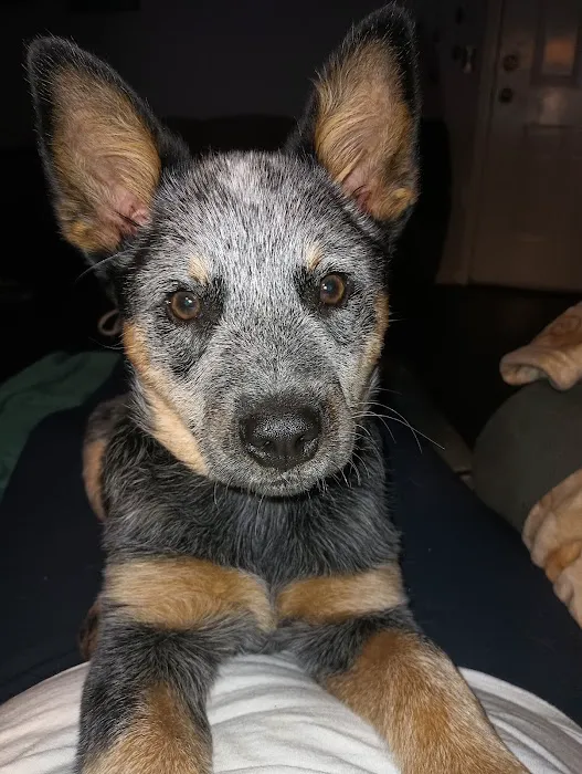 Sparkman Animal Clinic Picture 2