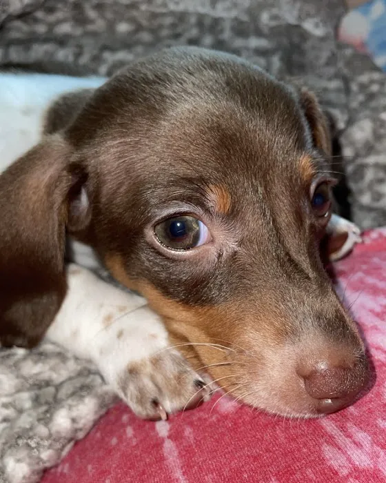 Sparkman Animal Clinic Picture 4